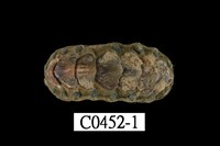 藏品(紐西蘭石鼈)的圖片